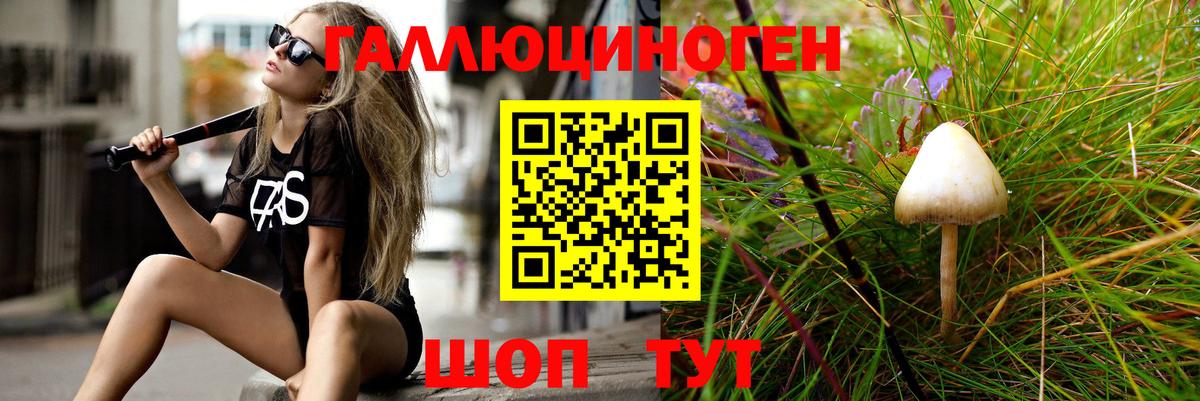 Галлюциногенные грибы Psilocybe Новосибирск
